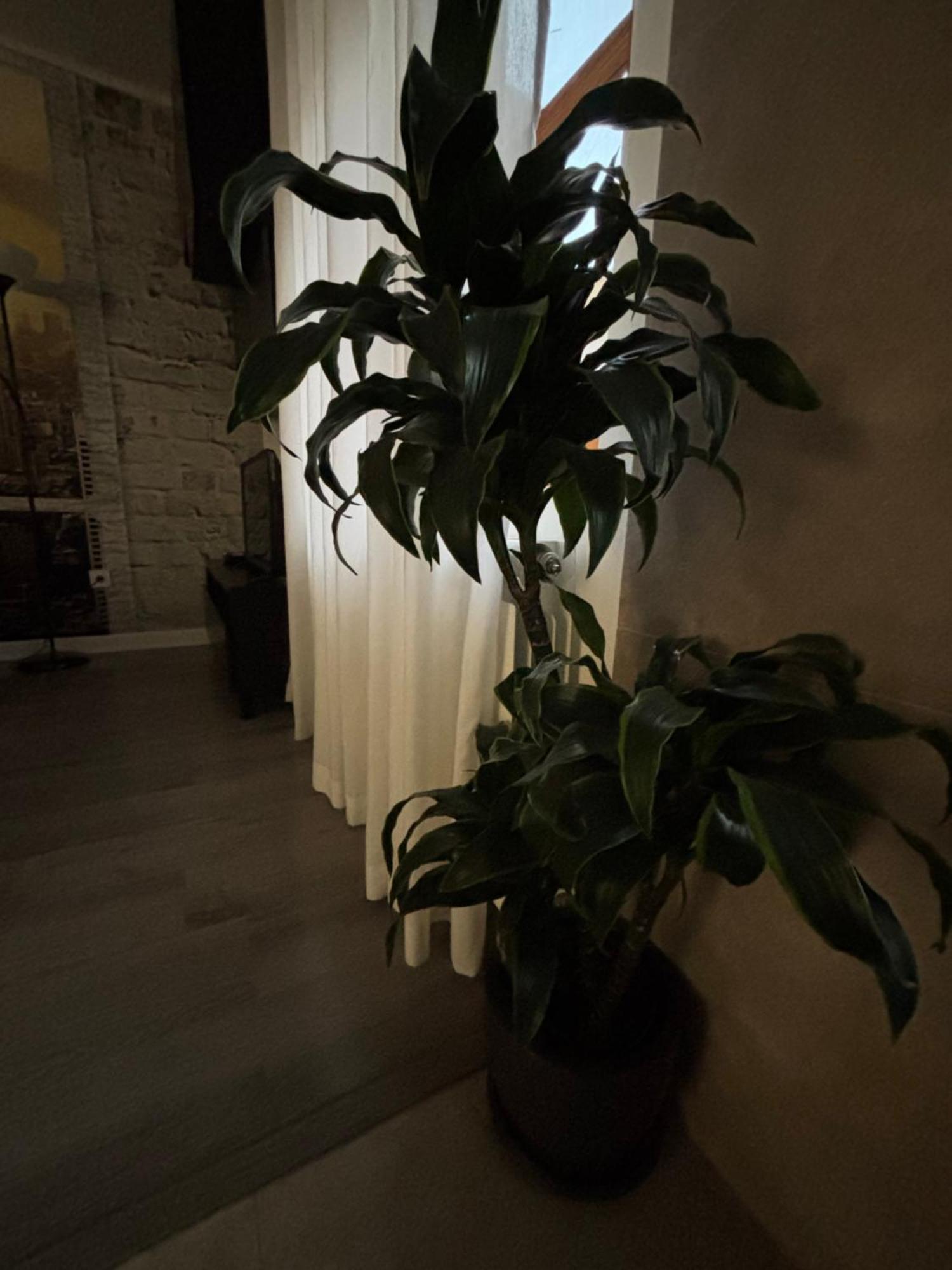 Apartamento Paula บายาโดลิด ภายนอก รูปภาพ